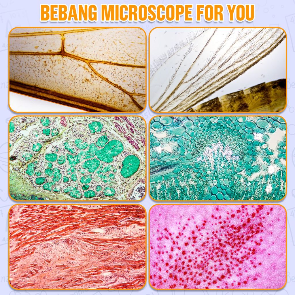 BEBANG Mini Microscope, WX-C03-655