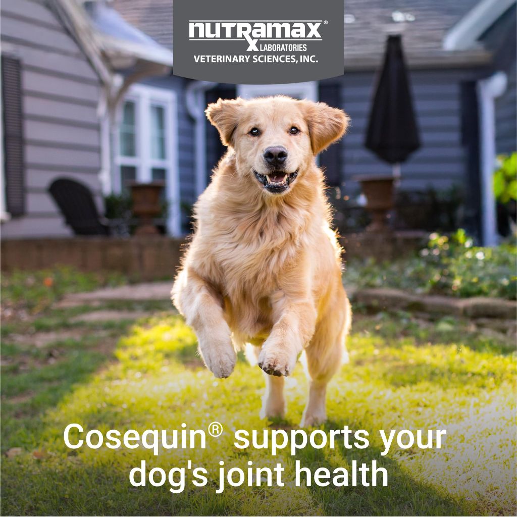 Nutramax Cosequin Maximum Strength Joint Health Supplement Soft Chews - 60 Count
