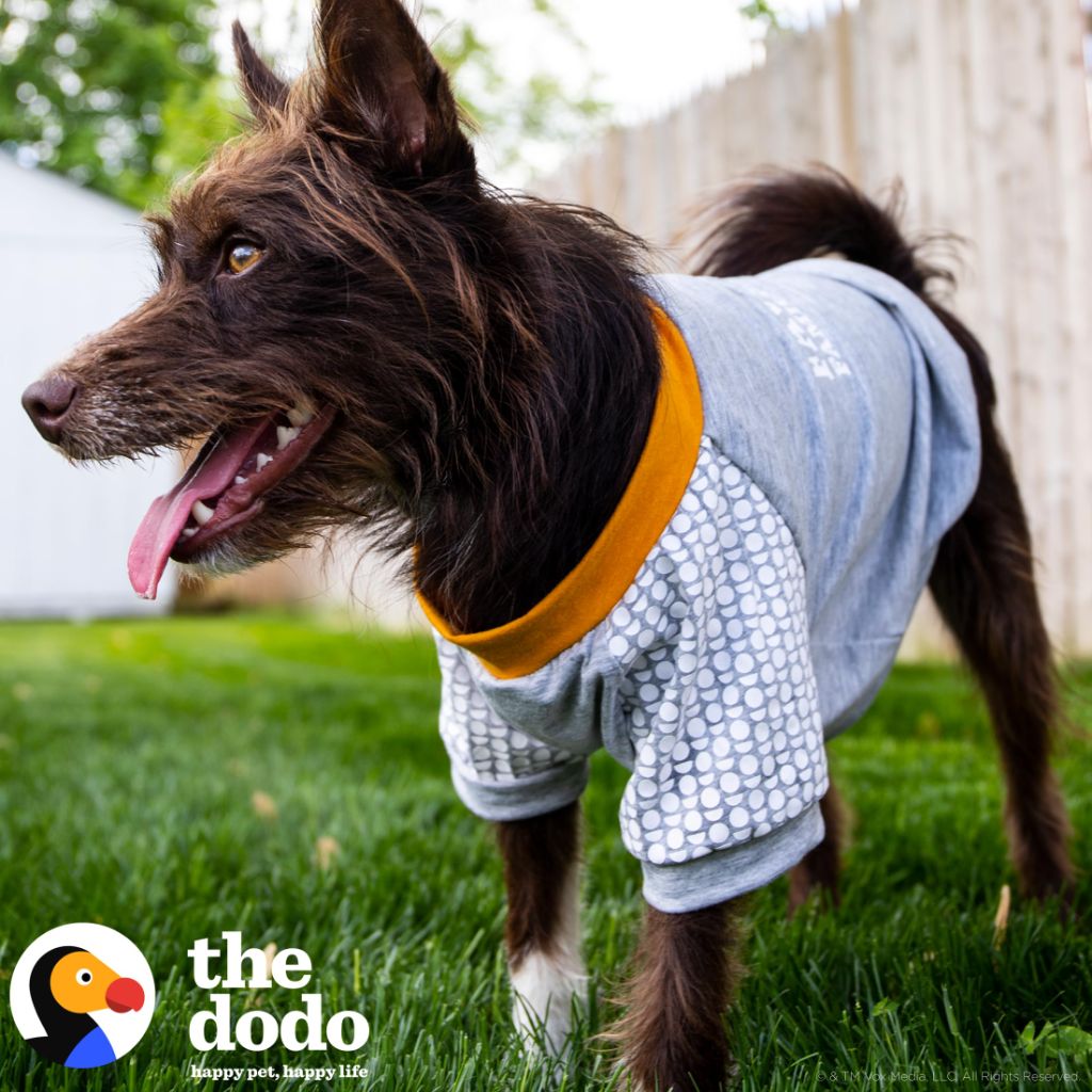 The Dodo Favorite Family Member Dog T-Shirt, Size Medium, Grey Dodo Print