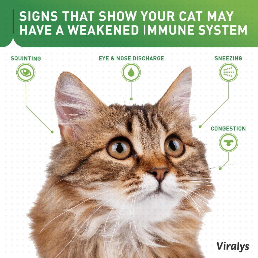 Vetoquinol Viralys Daily L-Lysine Powder for Cats and Kittens, Fish Flavored Lysine  Health, 100gm