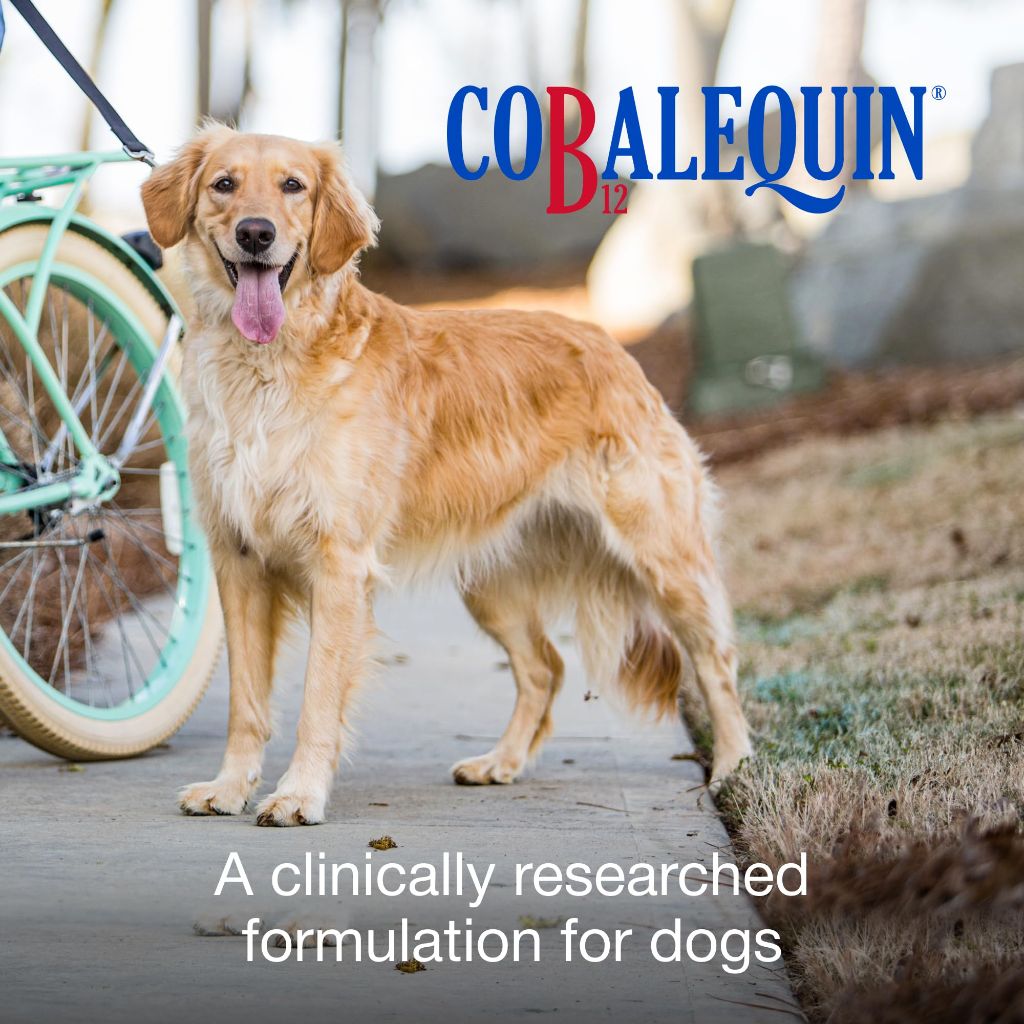 Nutramax Cobalequin B12 for Dogs, Oral Cobalamin Supplement with Folate | 45 Count