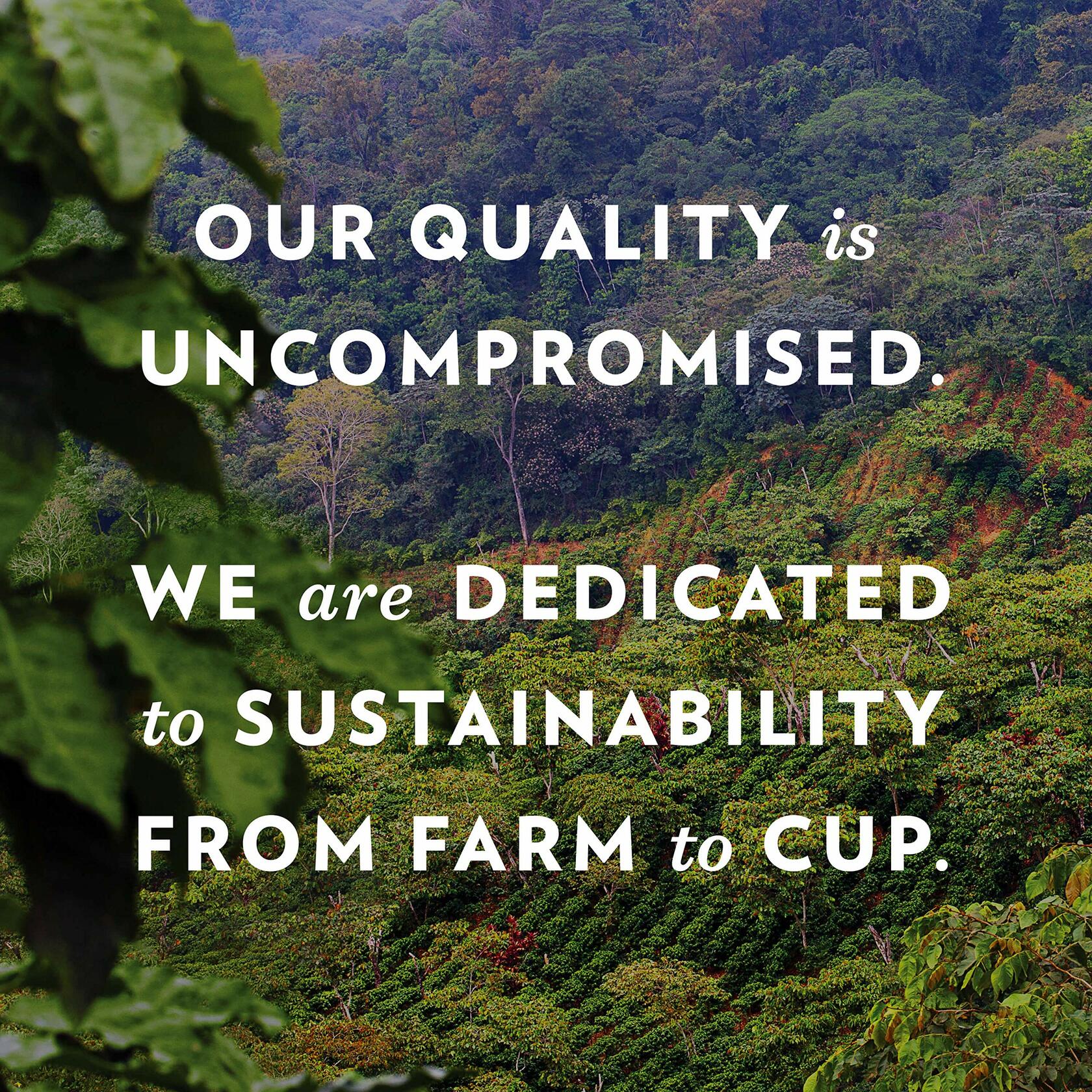 Community Coffee Signature Blend Dark Roast Coffee Single-Serve Cups  0.39 oz  12 count