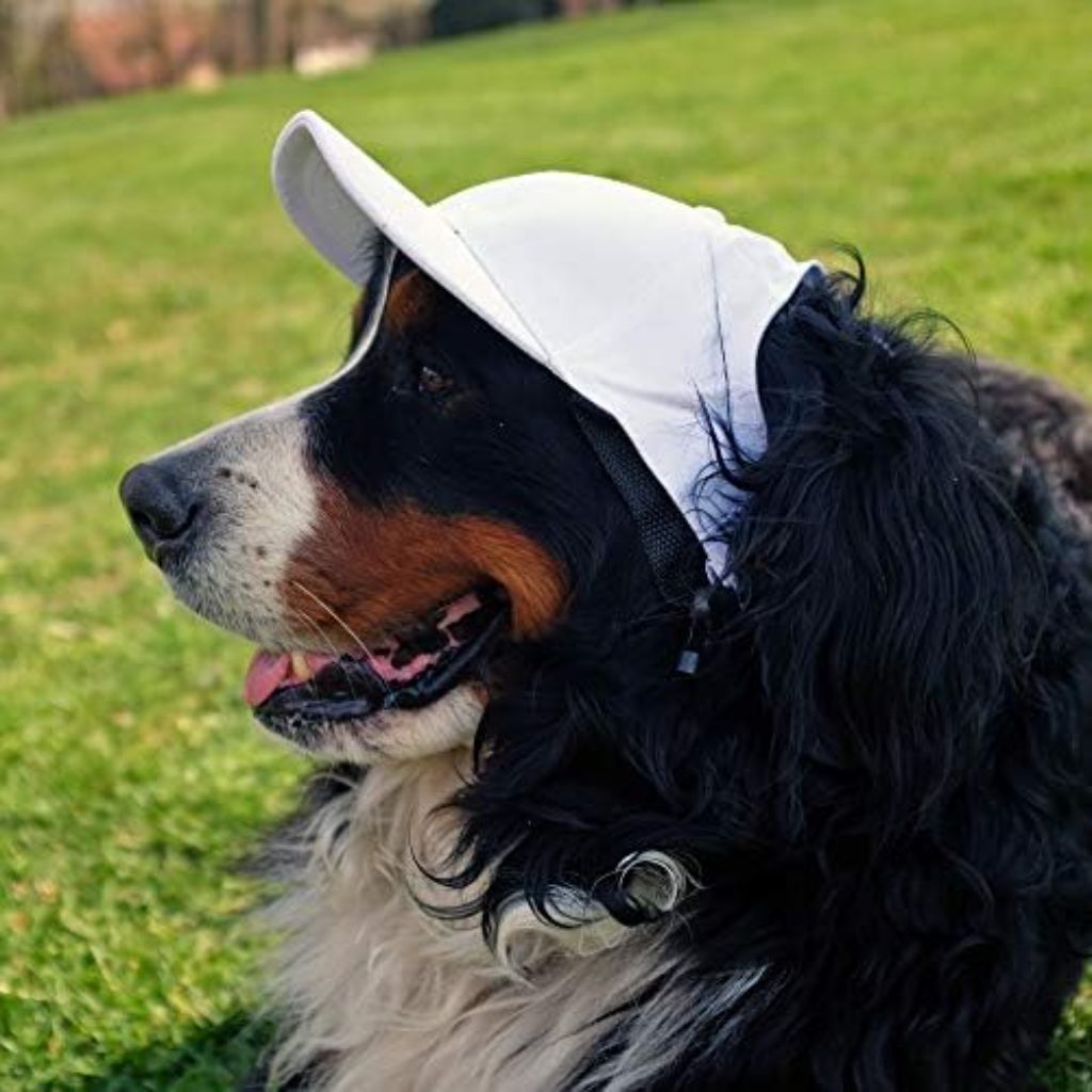 Littlearth NFL Pet Baseball Hat -  Sizes: XS - XL