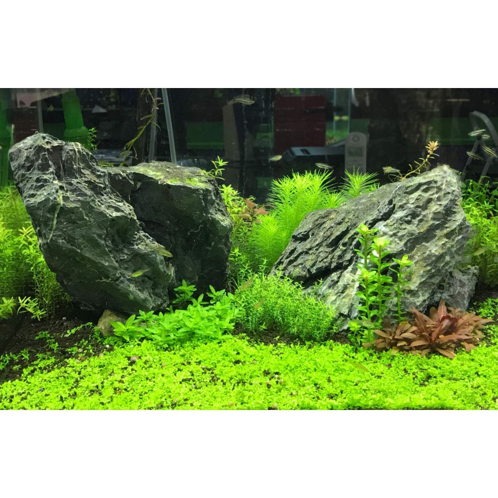 Seachem Flourish Advance Growth Supplement - Aquatic Plant Aid 250 ml (28679), brown